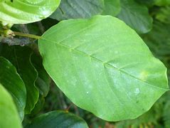 Image result for What Plants Have Oval Leaves