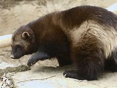 Image result for Wild Wolverine Animal