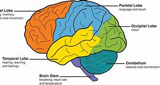 Image result for Memory Brain Part Picture