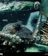 Image result for African Octopus