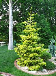 Image result for Picea Orientalis Aureospicata