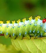 Image result for Cutest Insects