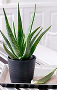 Image result for Growing Aloe Vera Plants