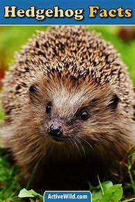 Image result for Hedgehog Types