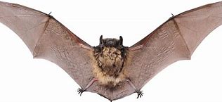 Image result for Bat Wings PNG Open Source