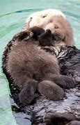 Image result for Pictures of Baby White Otters Sleeping