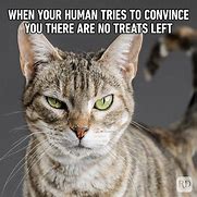 Image result for Funny Cat Memes About Life