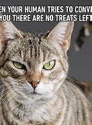 Image result for Funny Cat Memes