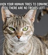 Image result for Cute Cat Memes Clean