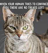 Image result for Current Cat Memes