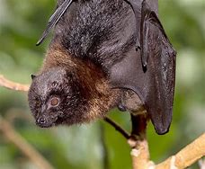 Image result for African Fruit Bat Poster
