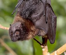 Image result for Filipino Fruit Bat
