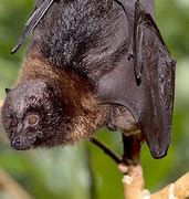 Image result for Bat with Goledn Eyes