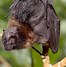 Image result for Cute Fruit Bat Pics