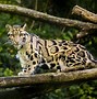 Image result for Big Cats Animals