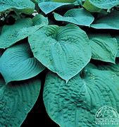 Image result for Hosta Blue Umbrellas