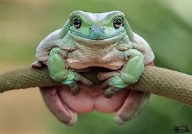 Image result for Papay the Frog