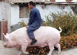 Image result for Heaviest Pig
