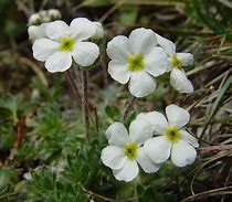 Afbeeldingsresultaten voor Androsace villosa var. jacquemontii pink-flowered