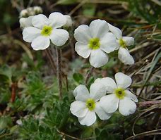 Image result for Androsace villosa subsp. taurica