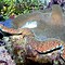 Image result for Giant Clam Eggs