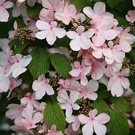 Image result for Viburnum plicatum Pink Beauty