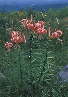 Image result for Lilium lancifolium