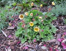 Image result for Geum Beech House Apricot