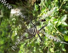 Image result for Spiders Ecosystem