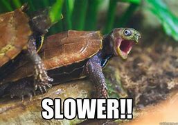 Image result for Turtle Shock Meme