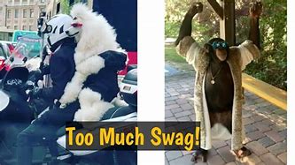 Image result for Swaggy Animals