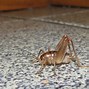 Image result for Camel Cave Crickets