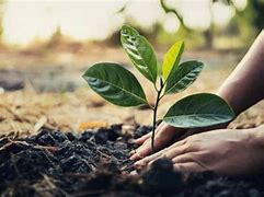 Image result for Tree-Planting Day