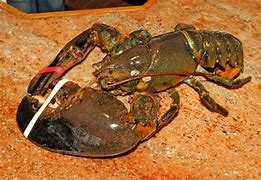Image result for Big Lobster Claw