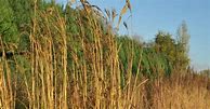 Image result for Andropogon hallii JS Yellow Konza
