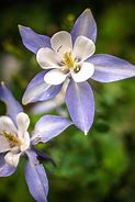 Image result for Pacific Northwest Native Plants