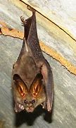 Image result for Lesser Asiatic Yellow Bat