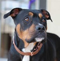 Image result for Pit Bull and Rottweiler Mix