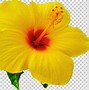 Image result for Tropical Flower Clipart