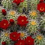 Image result for Free Cactus Wallpaper Desktop