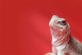 Image result for A Gray Lizard