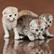 Image result for Scottish Fold Cutest Cat in the World