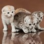 Image result for Cute Baby Scottish Fold