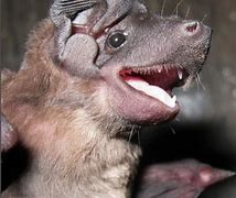 Image result for Dog-Faced Bat