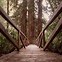 Image result for North California Redwood Forest