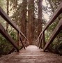 Image result for Redwood Forest Plants