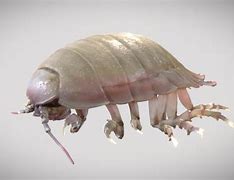 Image result for Giant Isopod Cute