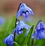 Image result for Flowers Spring Blooming Plants