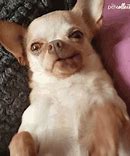 Image result for Chihuahua Tongue Out Meme