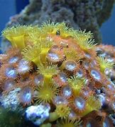 Image result for co_oznacza_zoantharia